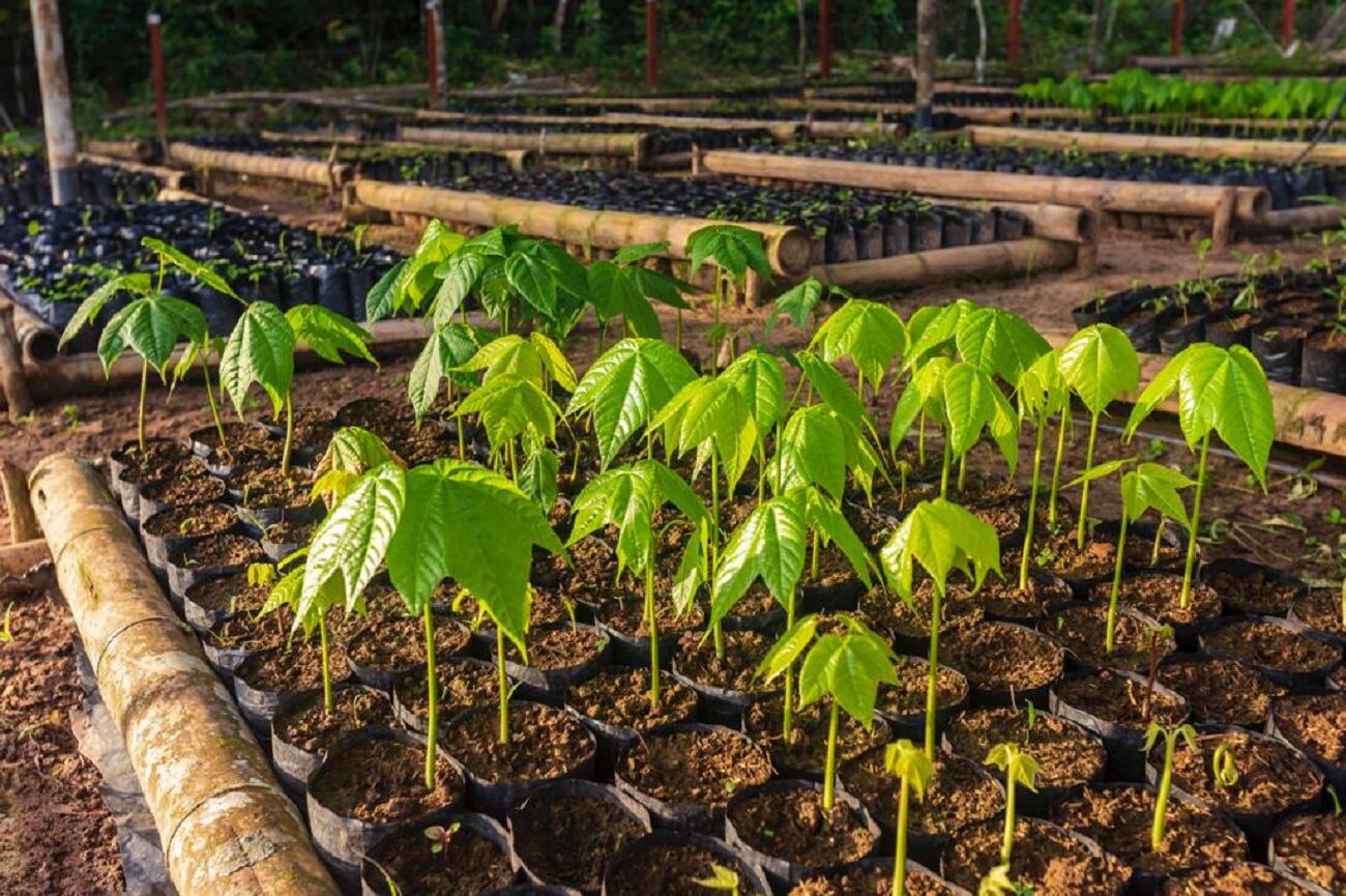 Viveros en la Amazonia