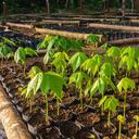 Nueve viveros sirven para adelantar procesos de restauración de bosques en Caquetá, Meta y Putumayo.