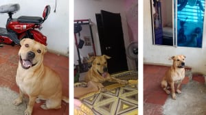 Killes busca a su familia.