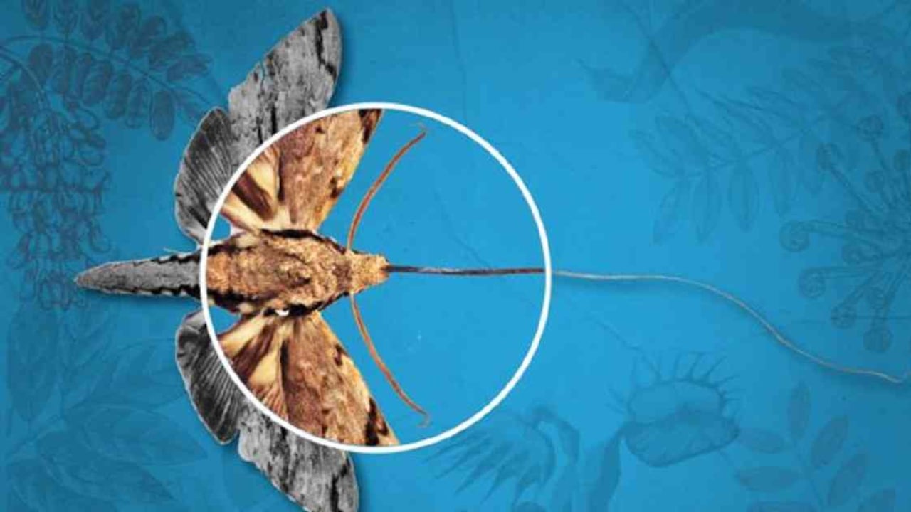 "Darwin veía las mismas cosas cotidianas que vemos todos, pero siempre buscaba en ellas el significado profundo". Un ejemplo es su famosa predicción de la existencia de una polilla que fue descubierta décadas después.