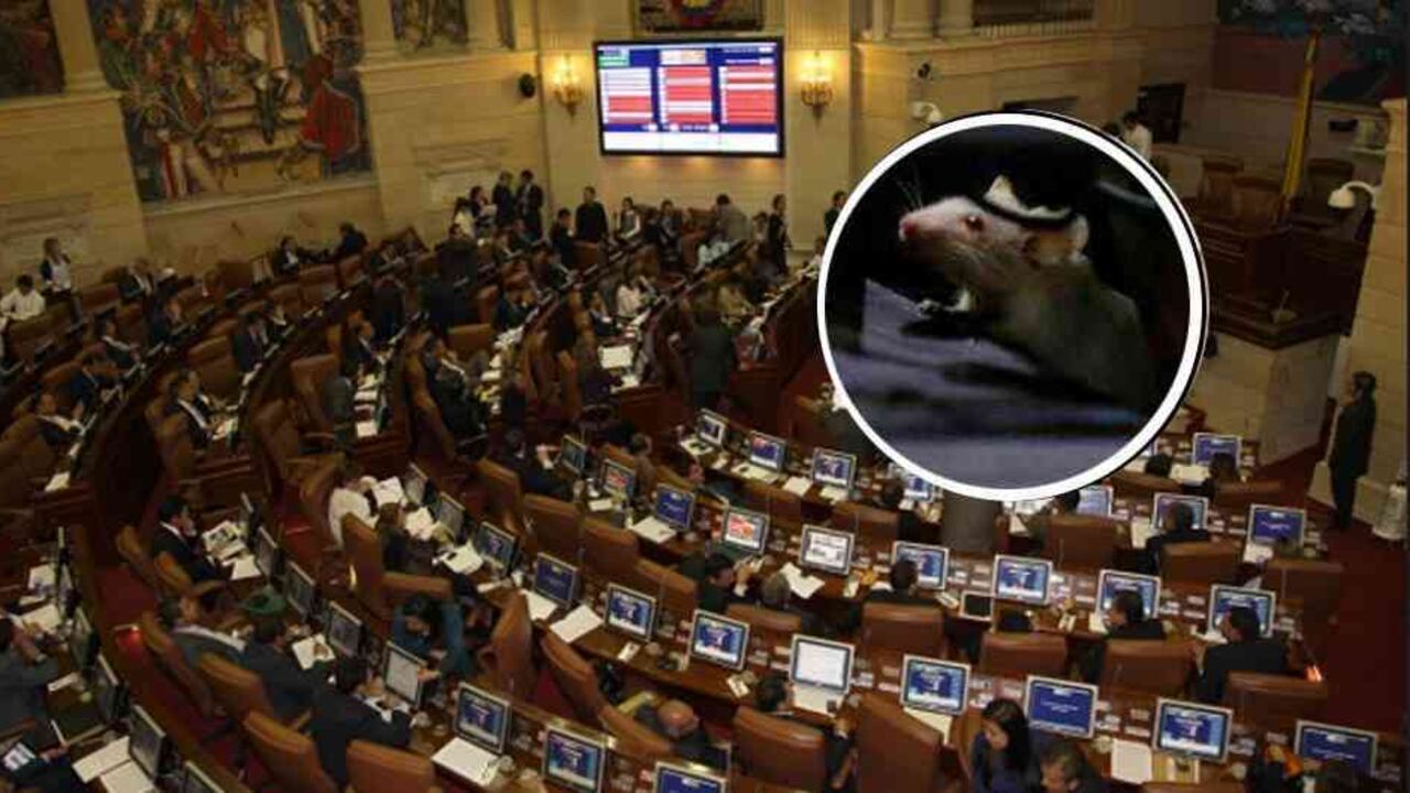 En una bolsa, que fue lanzada desde las barras de la plenaria del Senado, fueron hallados varios ratones de laboratorio vivos. Foto ilustración: Semana