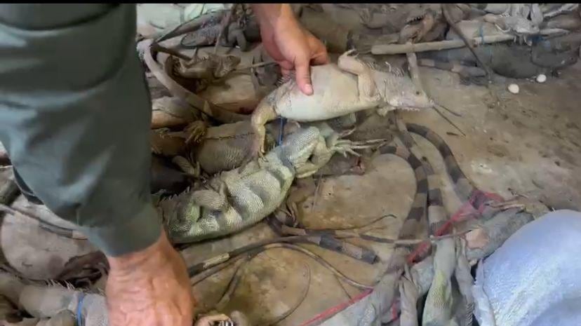 Animales silvestrtes que pensaban vender en cuaresma como alimento