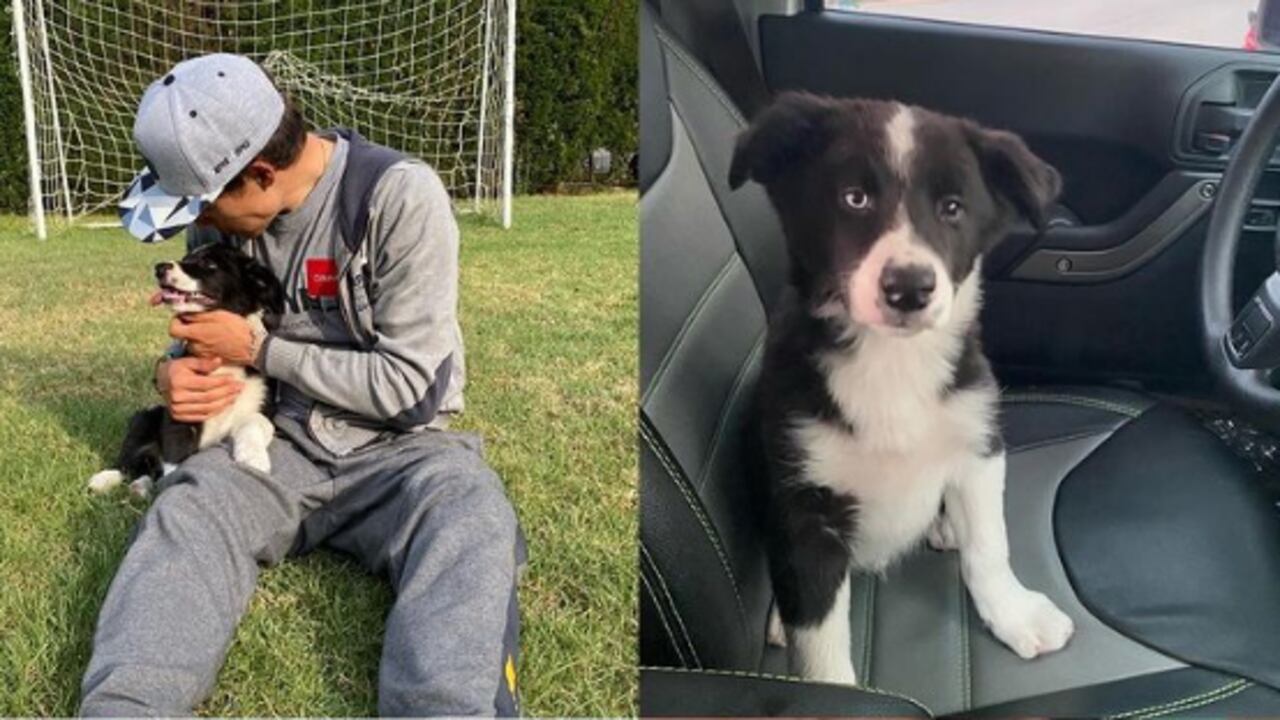 Ginger, perrito de Superman López