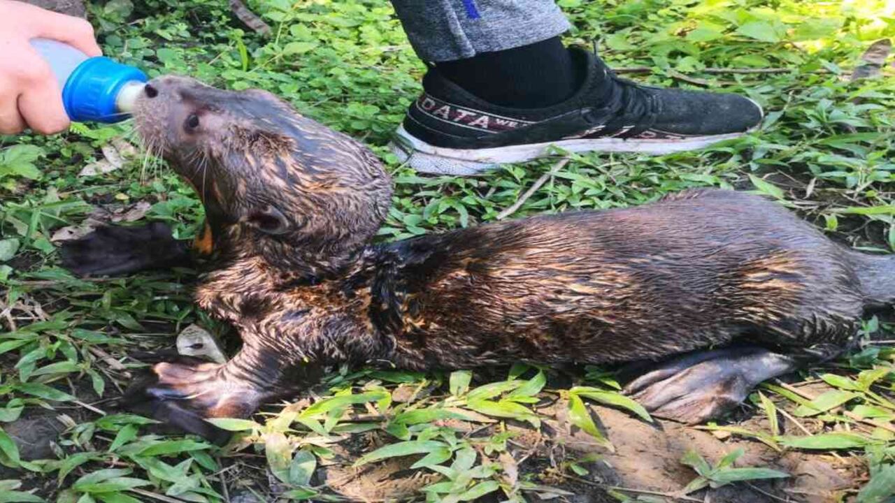 La nutria estaba muy desnutrida y débil cuando la encontraron. Foto: Bryan Cruz Fundación Omacha