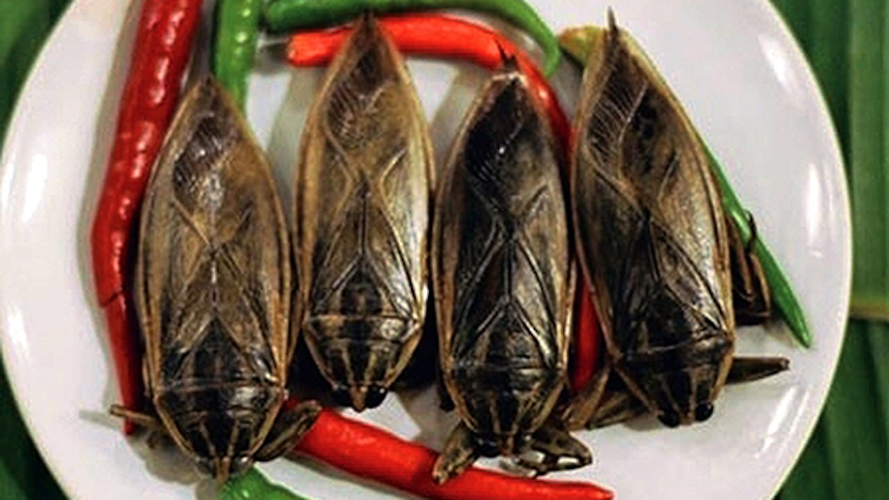 Mientras en Europa comer insectos se ve como algo exótico, en algunos países de África y Asia es una costumbre ancestral.