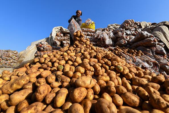 Este producto es rico también en almidón con lo cual tiene beneficios similares a los de la fibra. En consecuencia retarda y reduce la absorción de la glucosa y el colesterol. Así mismo acelera el tránsito intestinal. (Photo by Wu Junjie/China News Service via Getty Images)