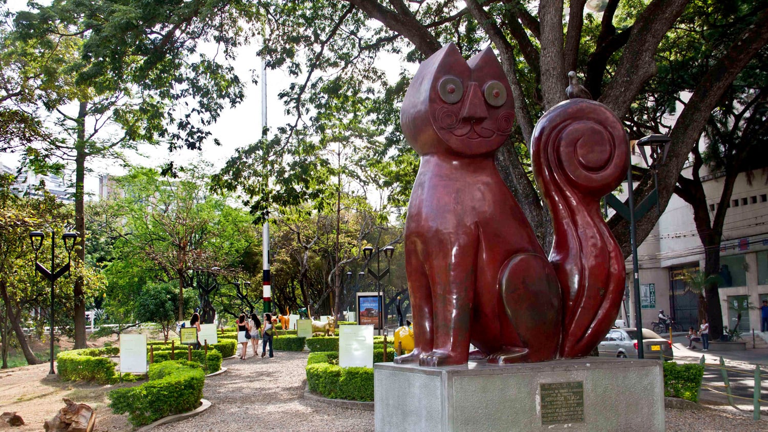 Gato del río en Cali