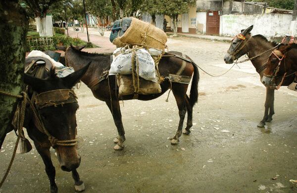 Las mulas, tan comunes en el campo colombiano, son llamadas en esta región “los carrotanques del Catatumbo”. Por la ubicación de las zonas cocaleras, los insumos para el procesamiento de la hoja de coca en pasta base, como la gasolina, se transportan a lomo de mula.
