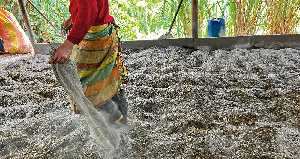 Trabajador de un laboratorio espolvoreando cal y cemento sobre hojas de coca picadas. La arroba pasó de 20.000 pesos a valer más del doble, y el kilo de base de coca subió a los 3 millones de pesos. 