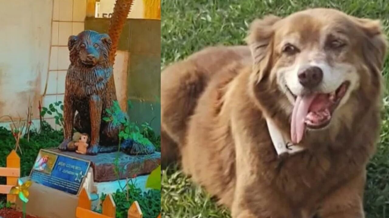 La historia de Bob Coveiro: el perro fiel que cambió la legislación en São Paulo.