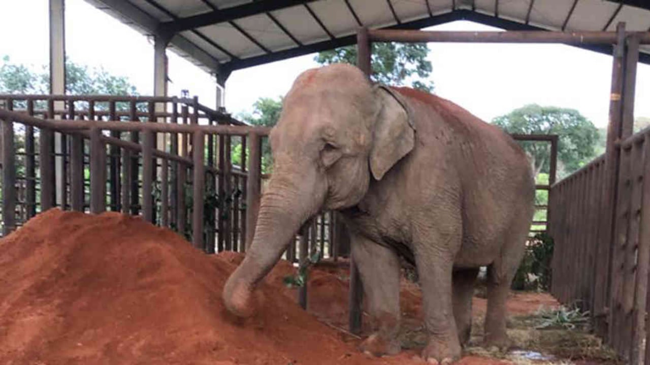 Ella es Mara, la elefante hembra que fue trasladada de un zoológico de Argentina a un santuario en Brasil. Foto: @GlobalElephants