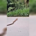 El animal fue grabado cuando cruzaba la calle.