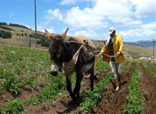 La meta es fomentar créditos en el campo por 1,26 billones de pesos. 