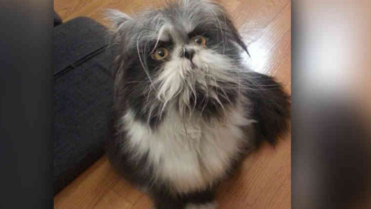 La cuenta @atchoumfan tiene 165 mil seguidores en Instagram