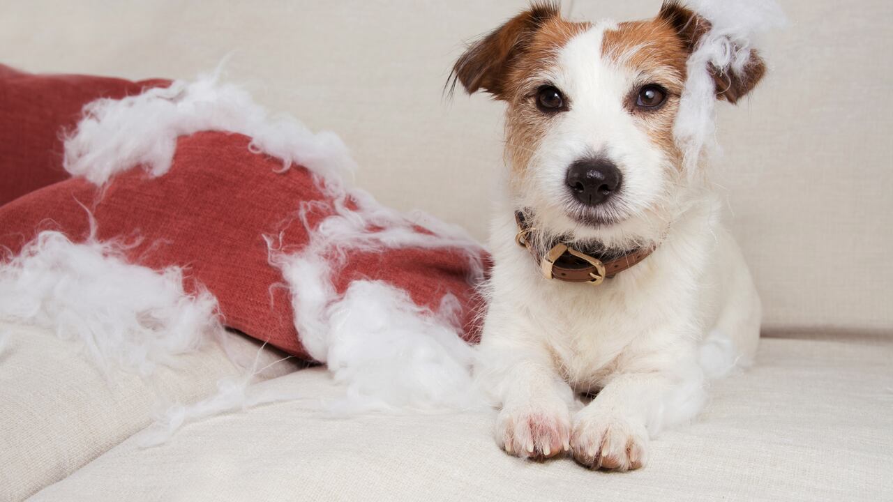 Foto referencia sobre ansiedad en perros.