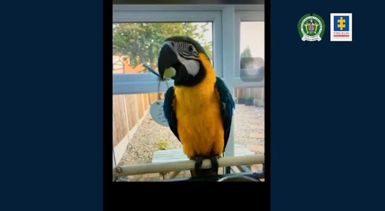 Tráfico de fauna silvestre en 2020.