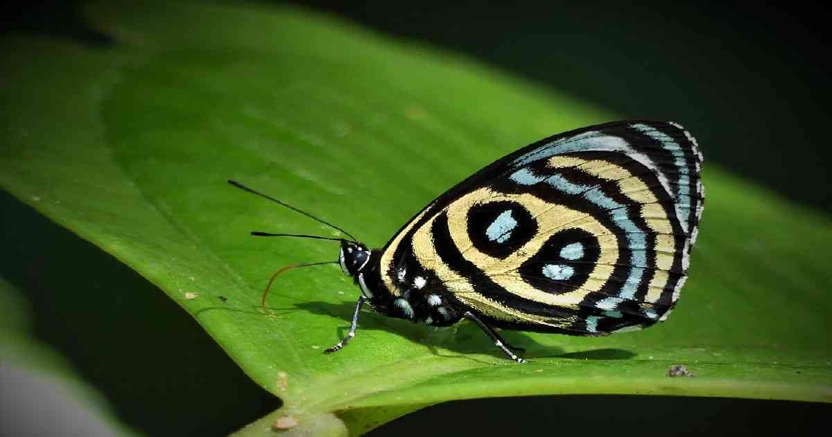 Esta es la mariposa Callicore ines, especie endémica en el Putumayo: Foto:  Andi- Programa Biodiversidad y Desarrollo