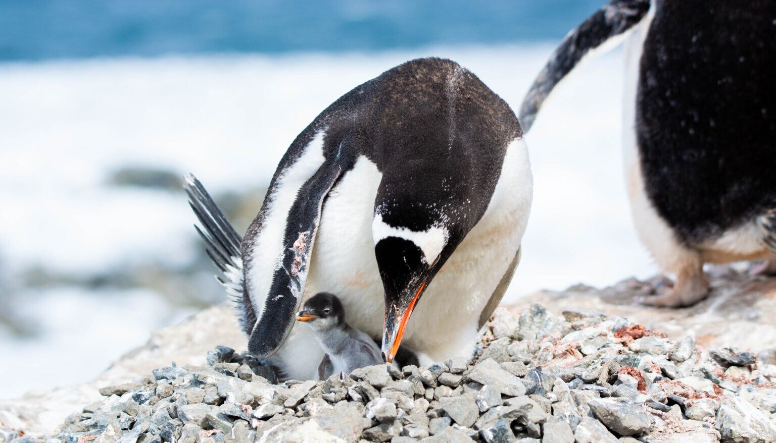 La ciencia tardó más de cien años en notar que este pingüino del océano Índico era diferente.