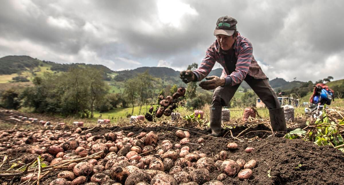 Esta fue una de las conclusiones más importantes que dejó el panel ‘Disminución de la pobreza rural: ¿tendencia o anécdota?’, de Semana Rural. Otra: el desarrollo rural no se puede medir a través de las transferencias económicas del Gobierno.
