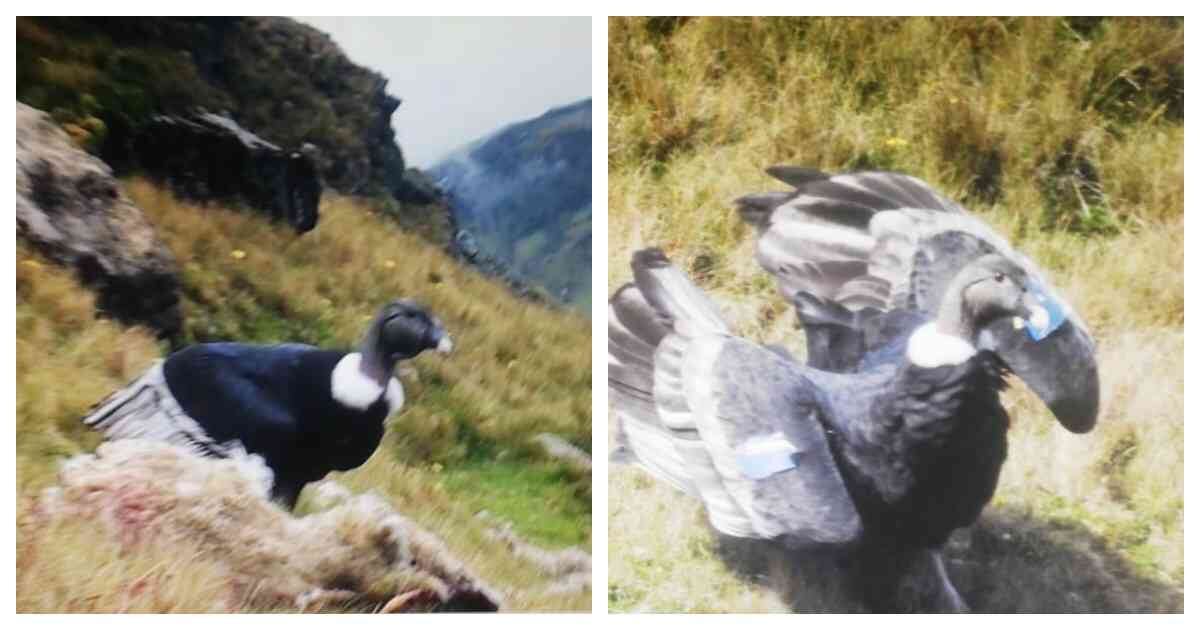 Por lo menos 30 cóndores habitan en la zona del páramo del Almorzadero, en Santander. Foto: Parque Jaime Duque