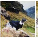 Por lo menos 30 cóndores habitan en la zona del páramo del Almorzadero, en Santander. Foto: Parque Jaime Duque