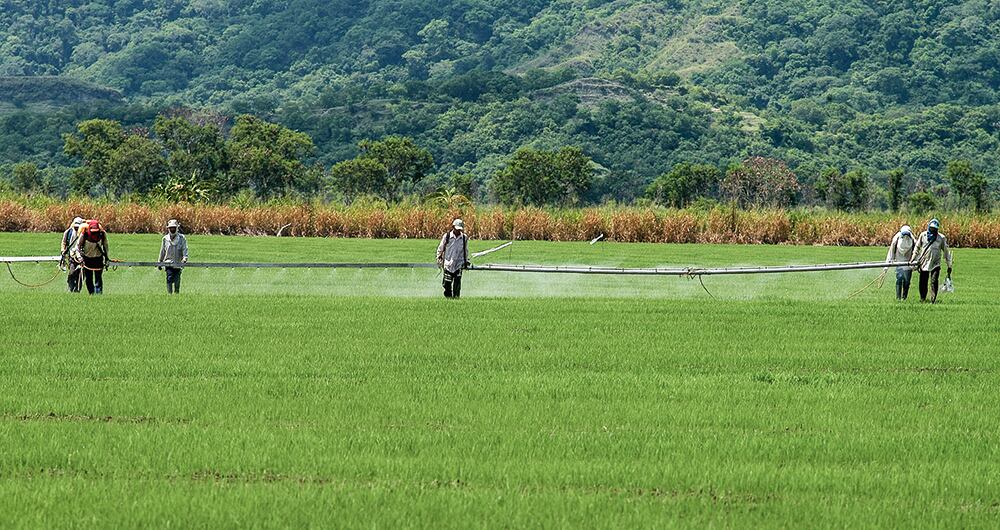   Asesores del Ministerio de Agricultura habrían tenido actitudes hostiles contra la saliente gerente.