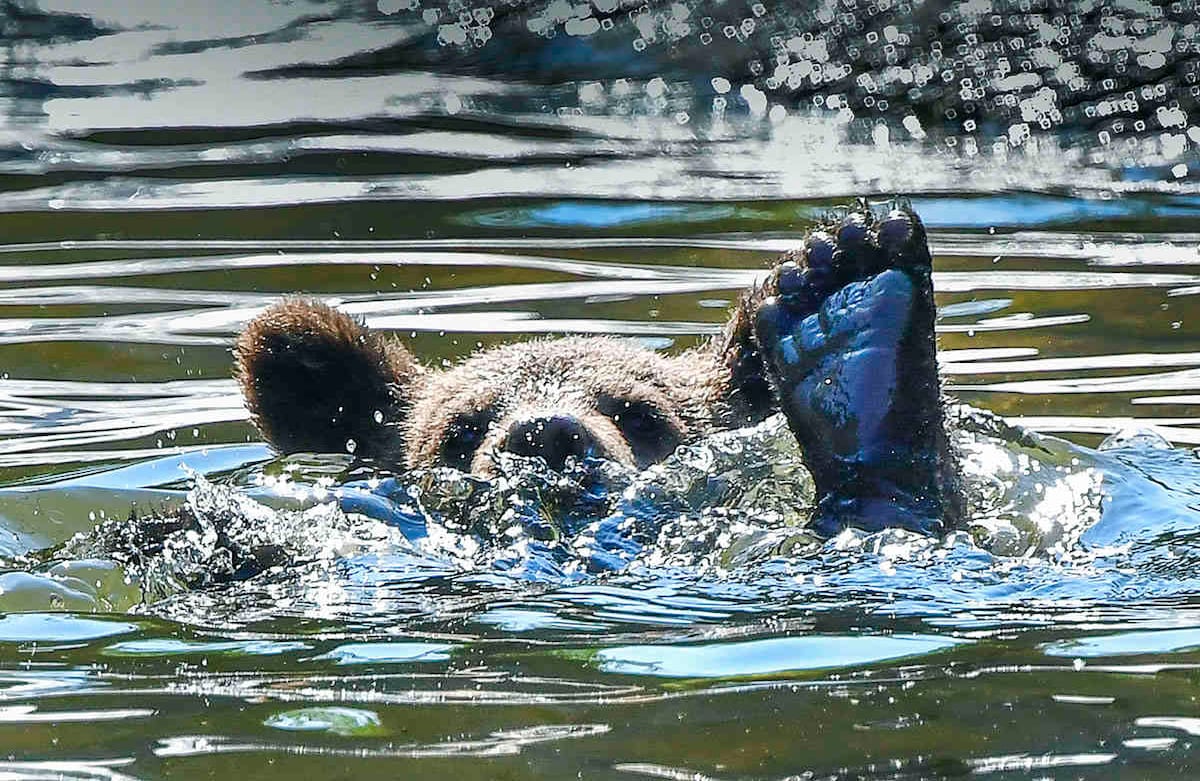 Llegó la hora de refrescarse para este oso en un estanque de Skansen, museo al aire libre y zoológico de Estocolmo. 25 de junio. Foto: Jonas Ekstromer/ TT News Agency vía AP