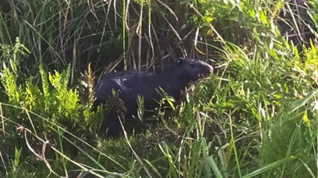 Una pareja de chigüiros bañada en petróleo fue encontrada por los funcionarios del comité de gestión del riesgo de Puerto Boyacá cerca a un derrame de crudo. Foto: Alcaldía de Puerto Boyacá - Colombia hoy