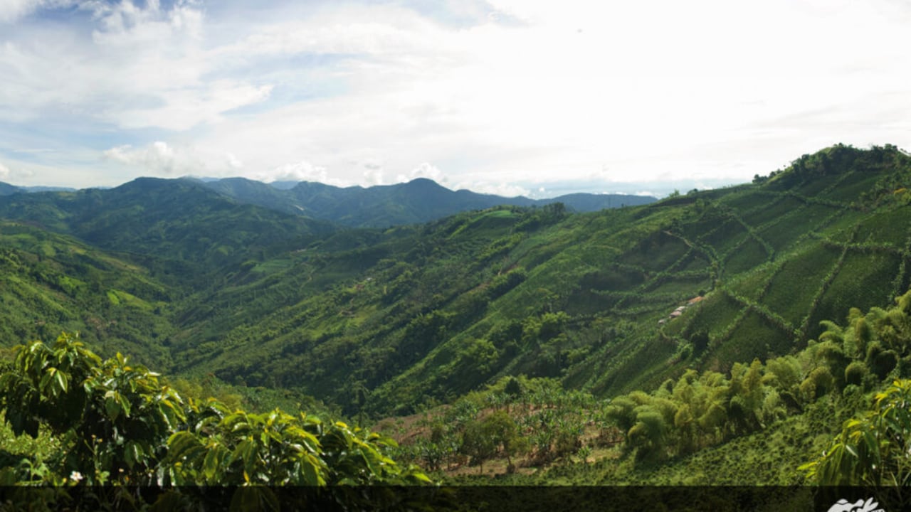 Este es uno de los municipios cafeteros de Risaralda