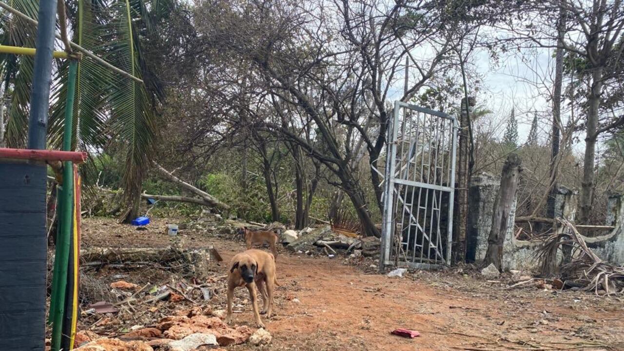 Abandono y hambre: precaria situación de los animales en San Andrés, Providencia y Santa Catalina