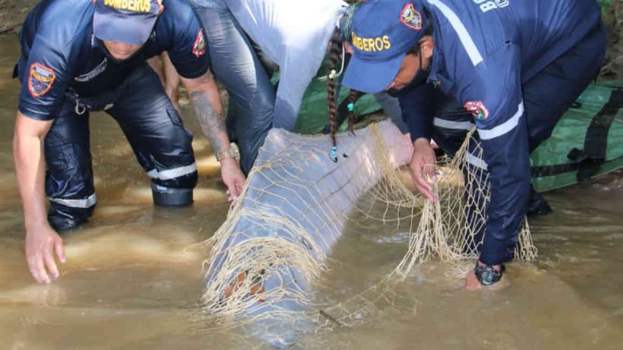El delfín rosado fue hallado varado en un caño ubicado en zona rural de Arauquita. Foto. Cuerpo de Bomberos de Arauca.