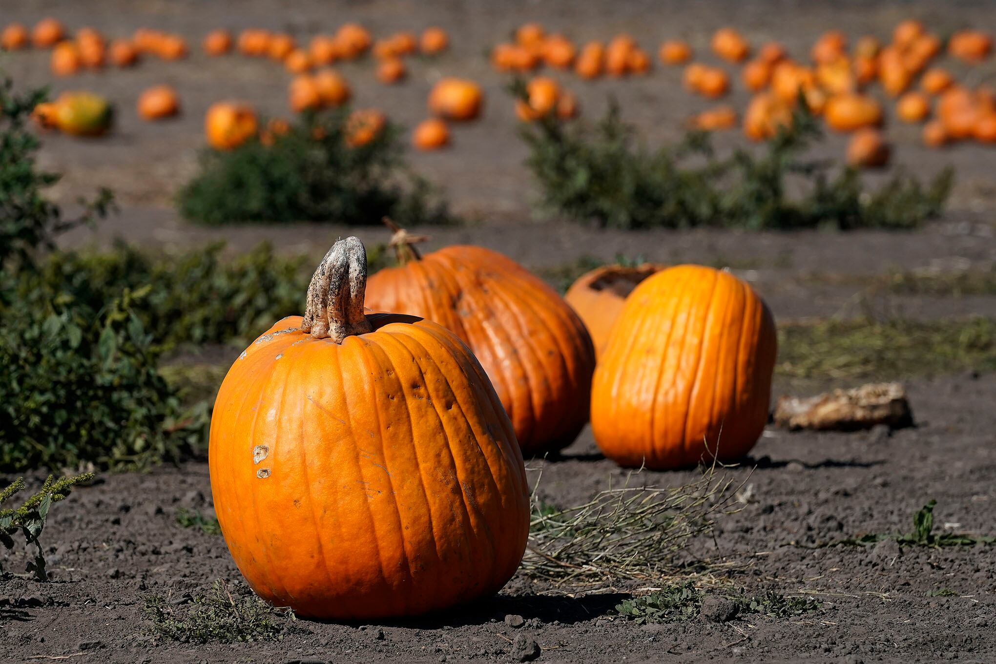 Las tradicionales calabazas de Halloween.