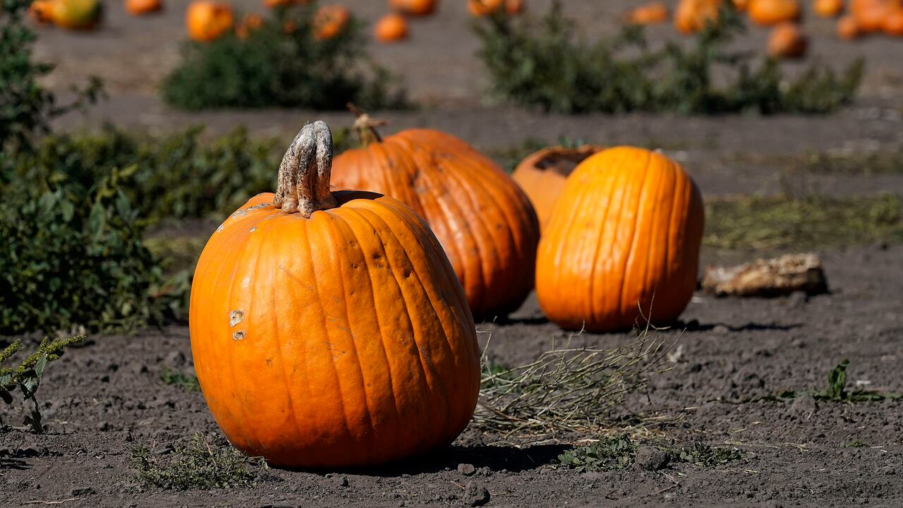 Esta hortaliza presenta una gran riqueza vitamínica, especialmente de betacaroteno o provitamina A y de las otras dos vitaminas antioxidantes, la C y la E.