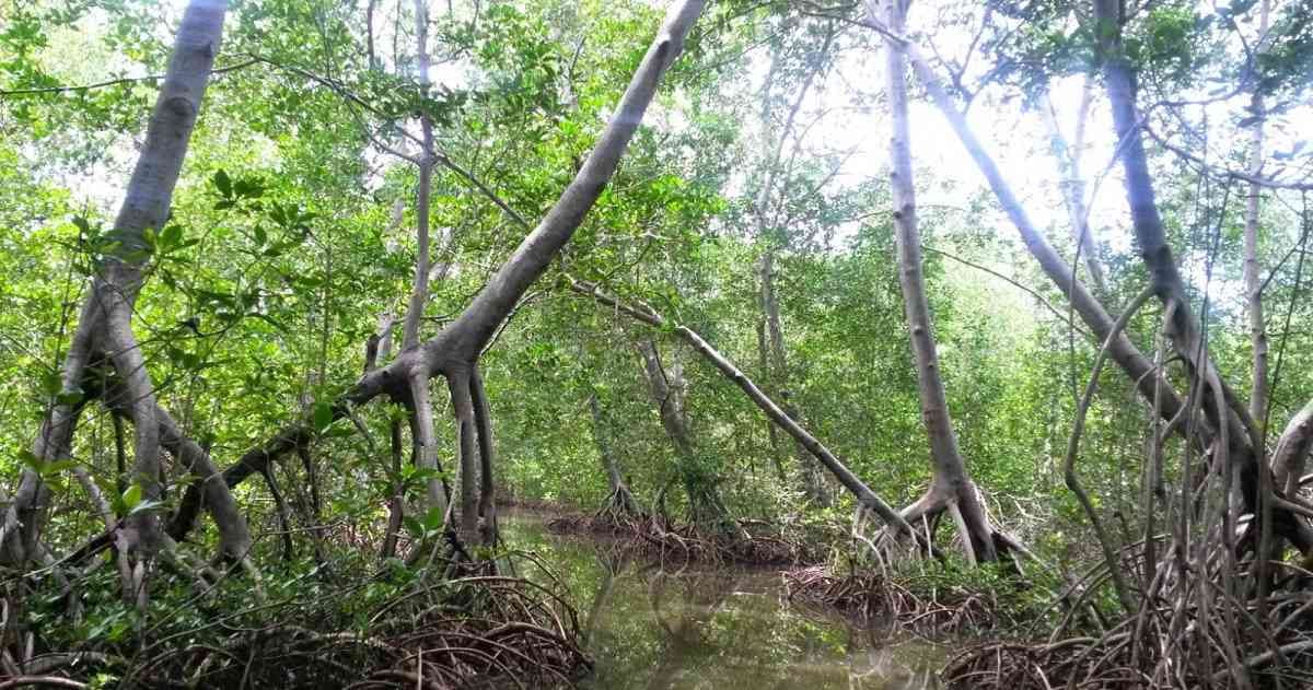 Comunidades e instituciones se unieron para desarrollar este proyecto de conservación, llamado Vida Manglar. Foto: CVS