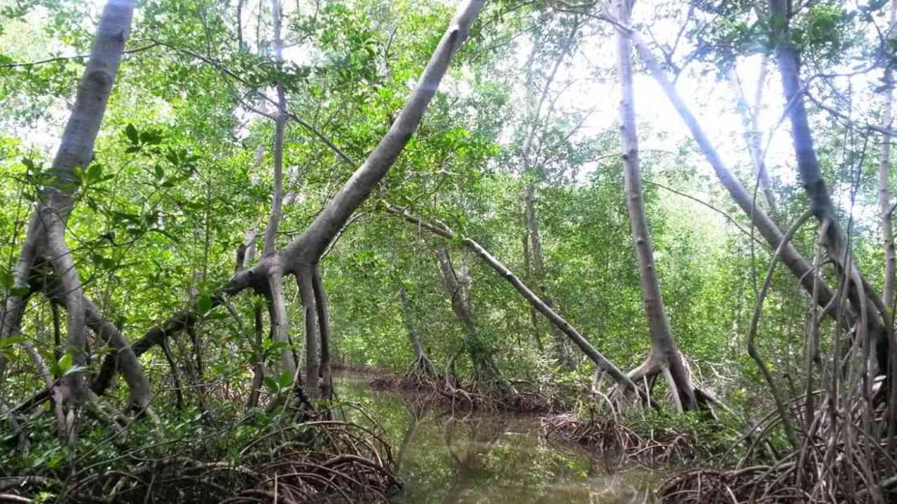 Comunidades e instituciones se unieron para desarrollar este proyecto de conservación. Foto: CVS