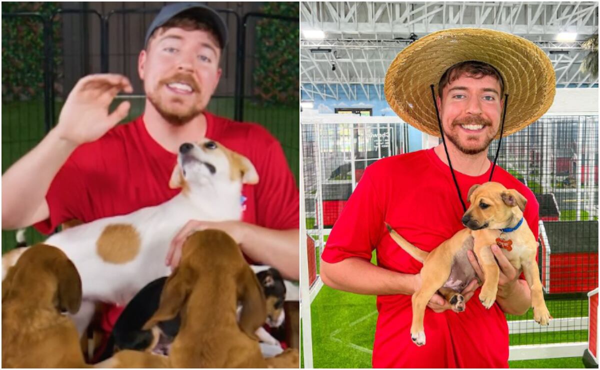 Mr. Beast decidió ayudar a perros de la calle y les brindó la oportunidad de conseguir una nueva familia.