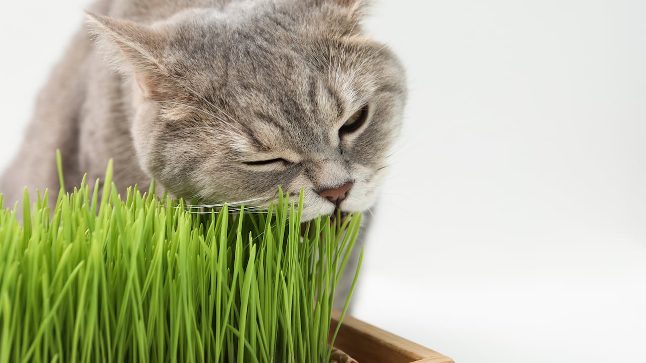A los gatos les gusta comer hierba fresca.