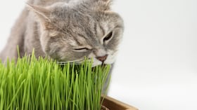 A los gatos les gusta comer hierba fresca.