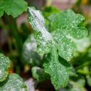 Vinagre para las plagas de las plantas.