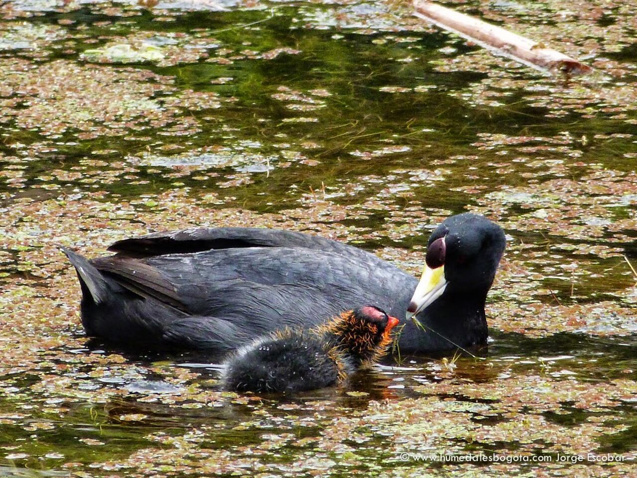 Esta ave es endémica de los humedales del altiplano cundiboyacense.