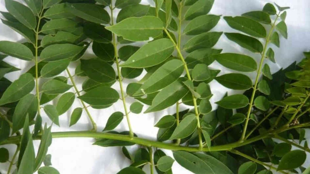 ¿El matarratón cura el coronavirus? Esto es lo que se sabe