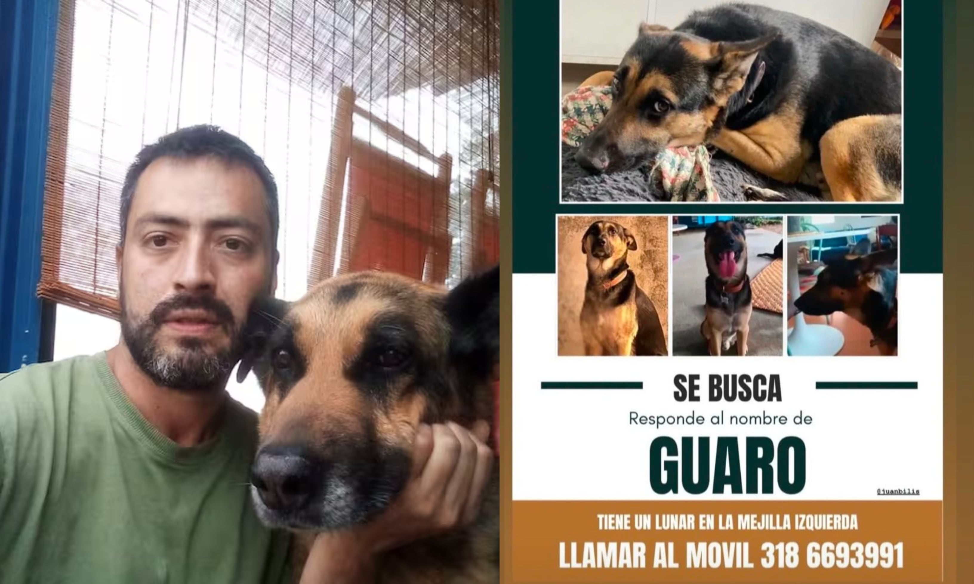 Buscan a Guaro, el perro de reconocido actor que fue hurtado durante un  atraco con escopolamina - Semana