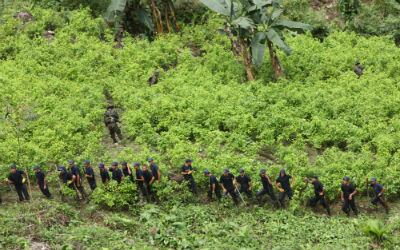 Erradicación de cultivos de coca en el Nudo de Paramillo, en marzo de 2010. 