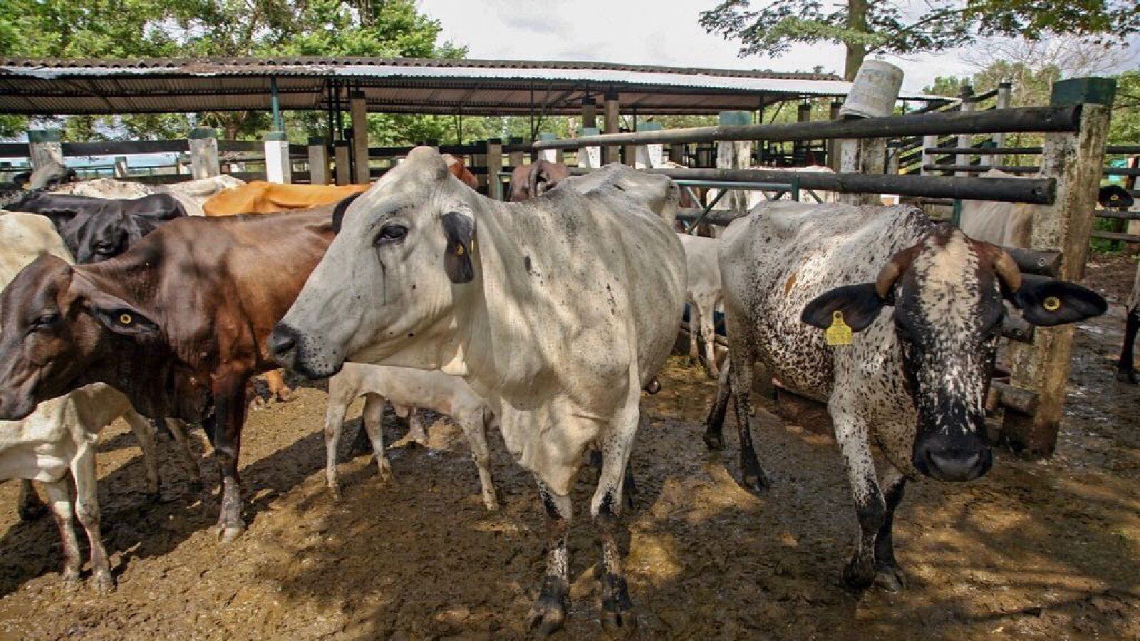 El ganado de algunos habitantes de la zona también corre peligro. Foto: Archivo