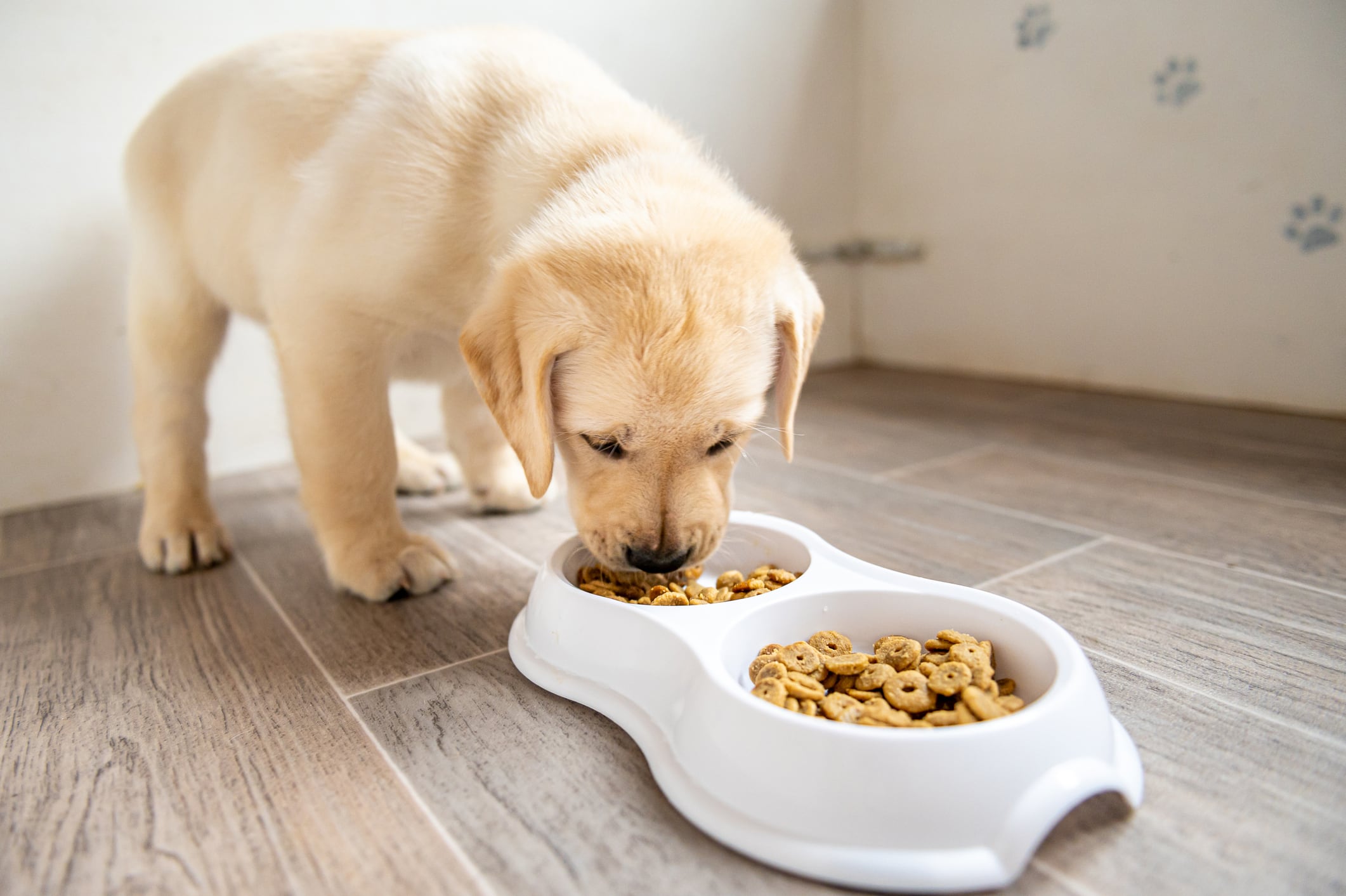 ¿Cómo debe ser la alimentación de un cachorro?