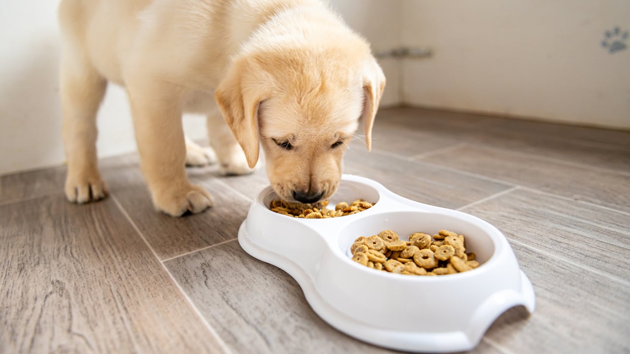 Los cachorros requieren alimentos dirigidos a su segmento de edad para garantizar que crezcan hasta convertirse en perros adultos sanos.
