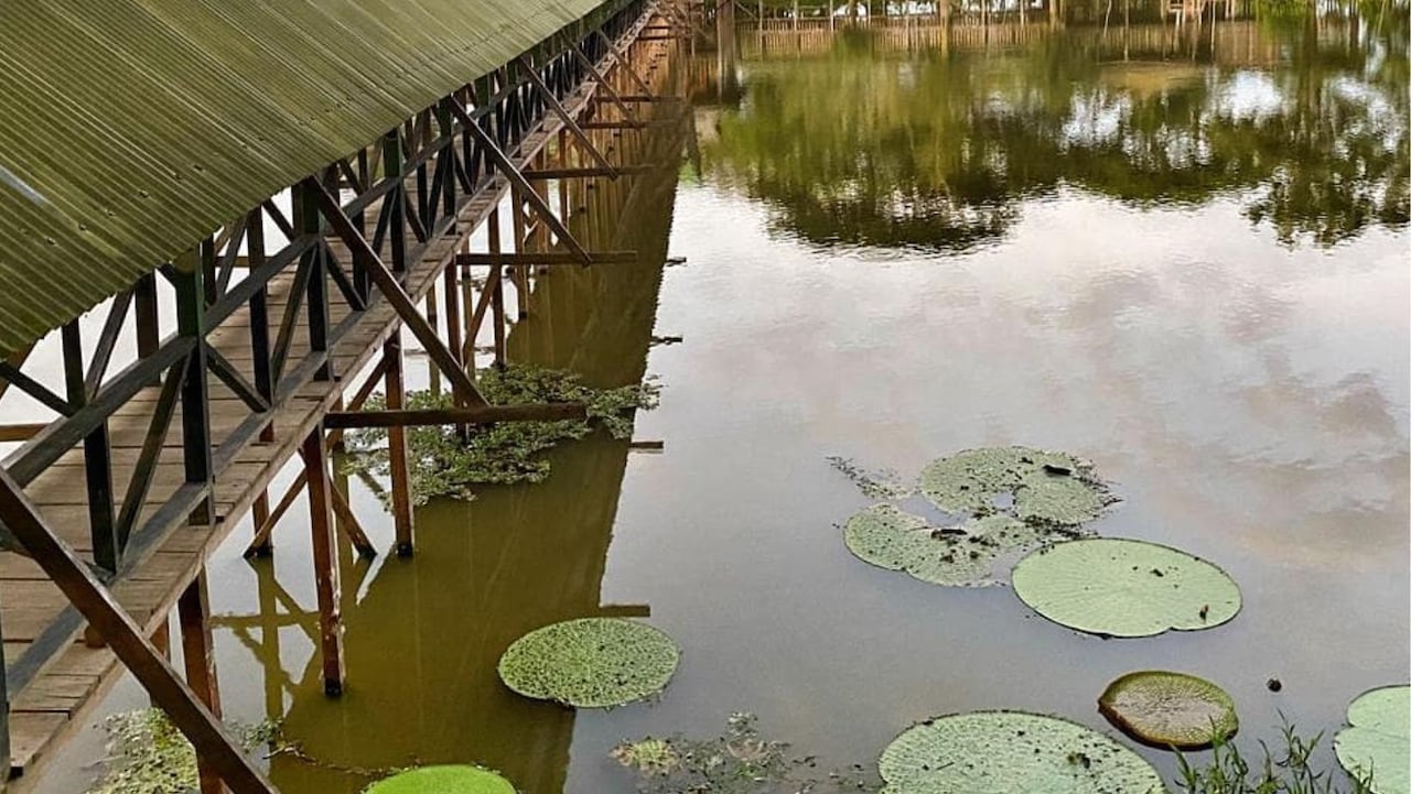 Reserva Natural Victoria Regia, el lugar especial para admirar el loto más grande del Amazonas
