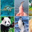 NAC- COP 16 ANIMALES