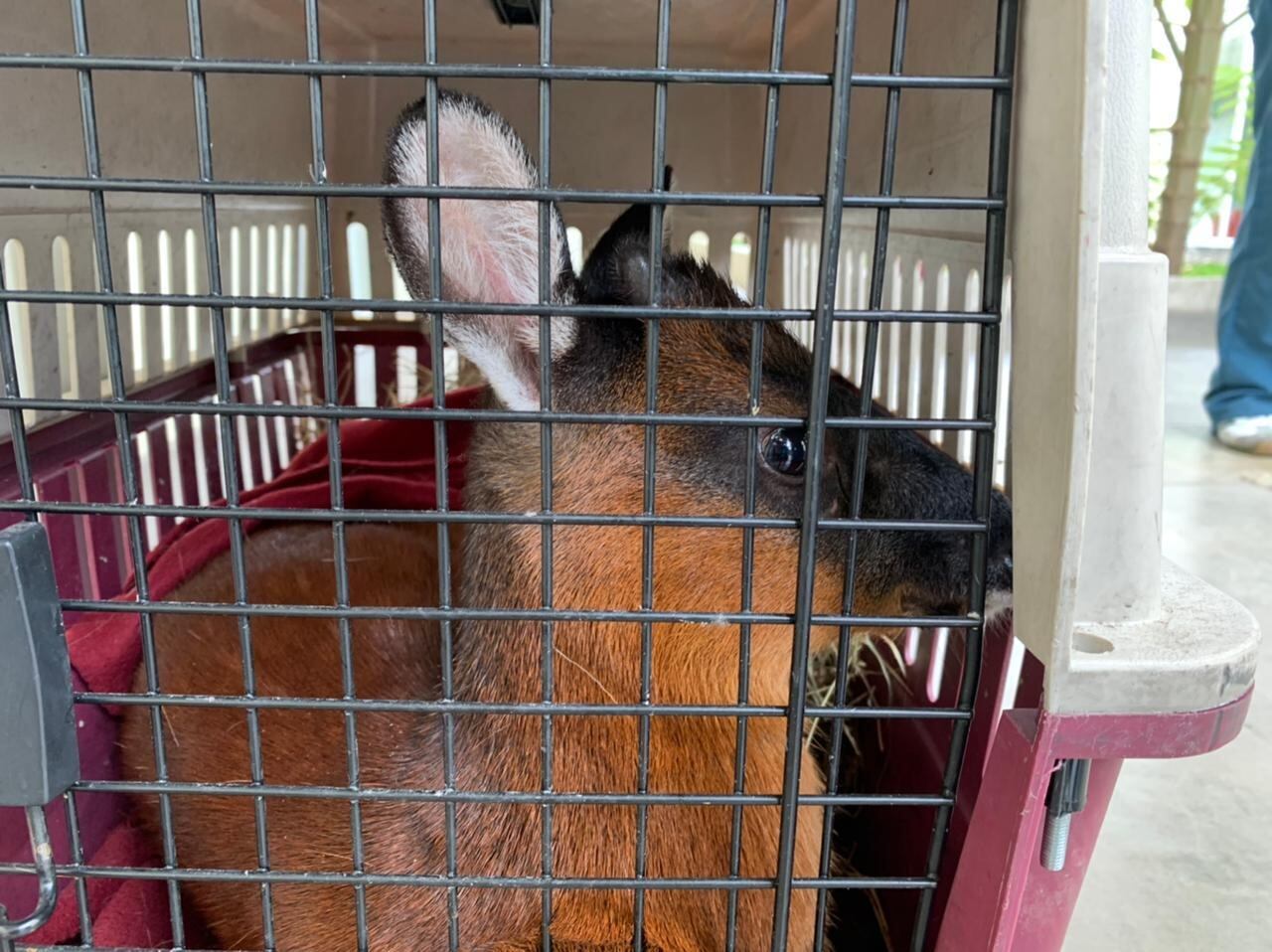 Venado rescatado en el norte de Bogotá