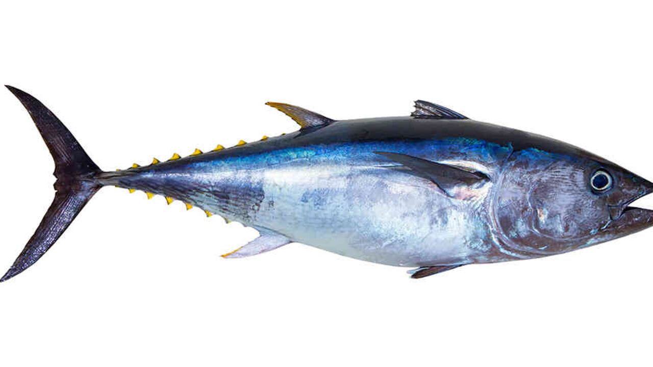 Comer pescado es beneficioso para las mujeres embarazadas. Sin embargo, se deben evitar algunas especies como el atún.